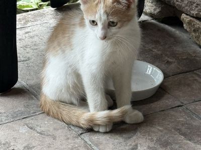 Kitten