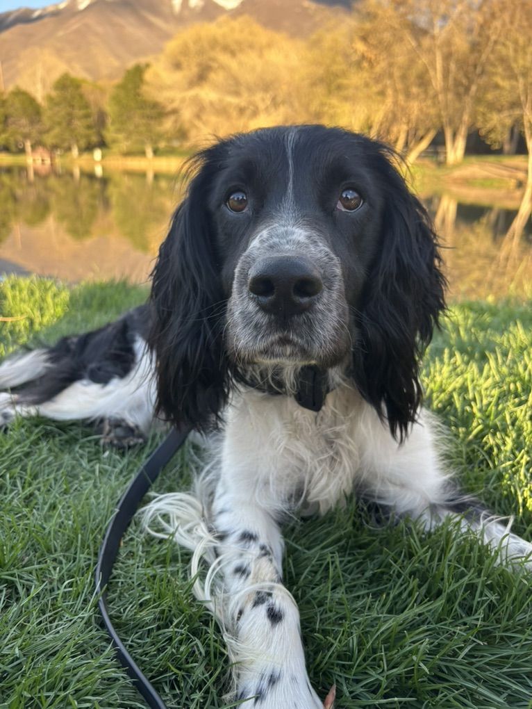 English Springer Spaniel