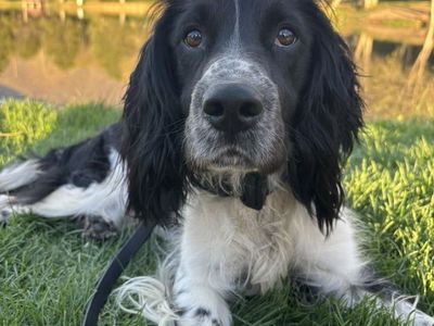 English Springer Spaniel