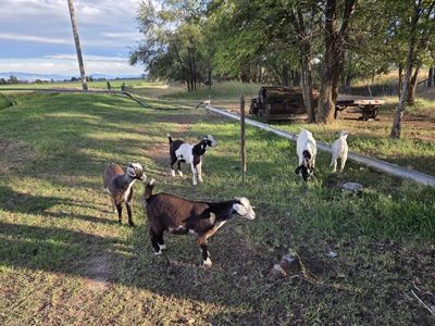 Boer Kiko cross Goats