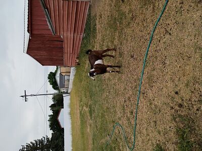 Nubian Buck for stud