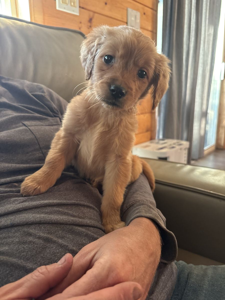 Professionally Trained AKC golden retriever puppy-female