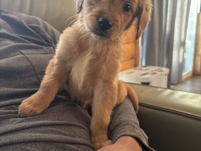 Professionally Trained AKC golden retriever puppy-female
