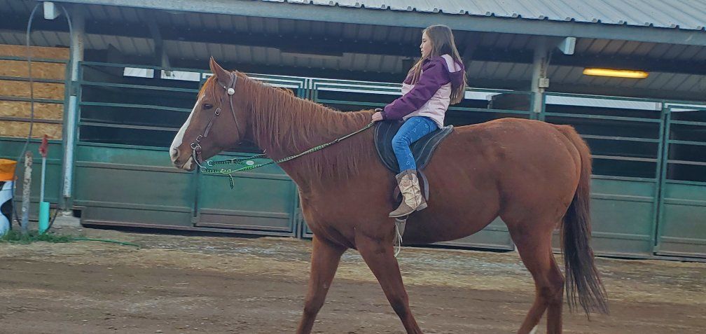 AQHA Sorrel gelding