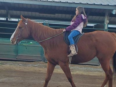 AQHA Sorrel gelding