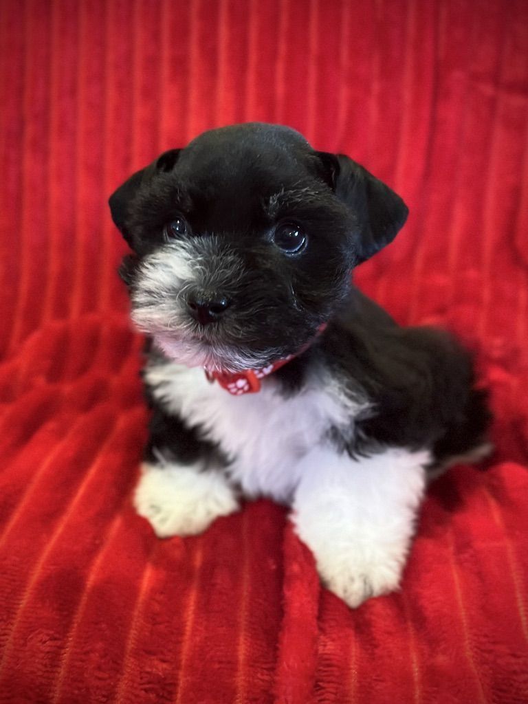 AKC Miniature Schnauzer Puppy