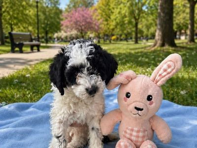 Mini Aussie Mini Doodle mix