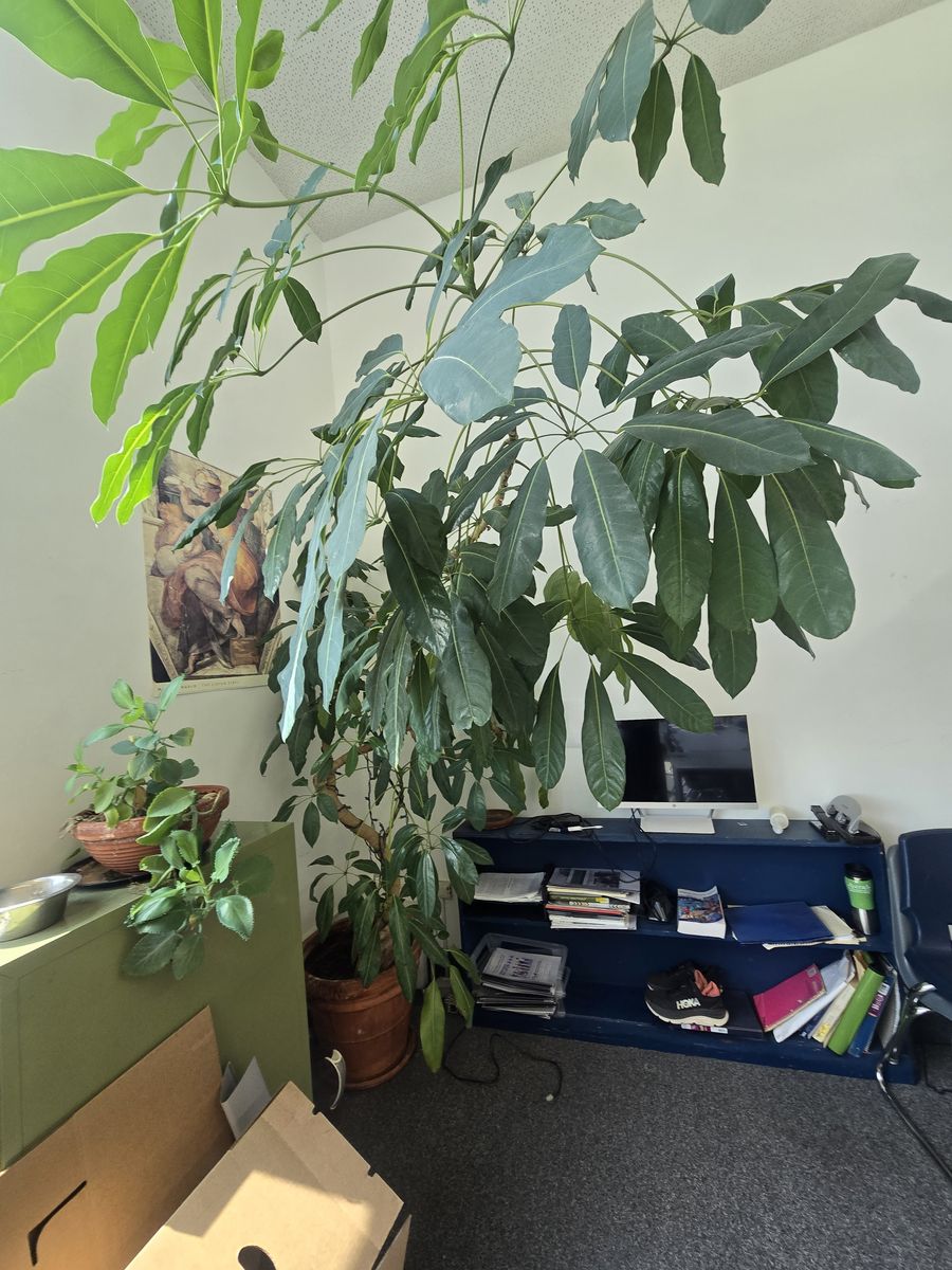 Huge house plant tree umbrella tree potted plant