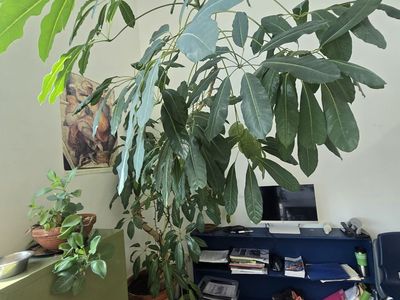 Huge house plant tree umbrella tree potted plant