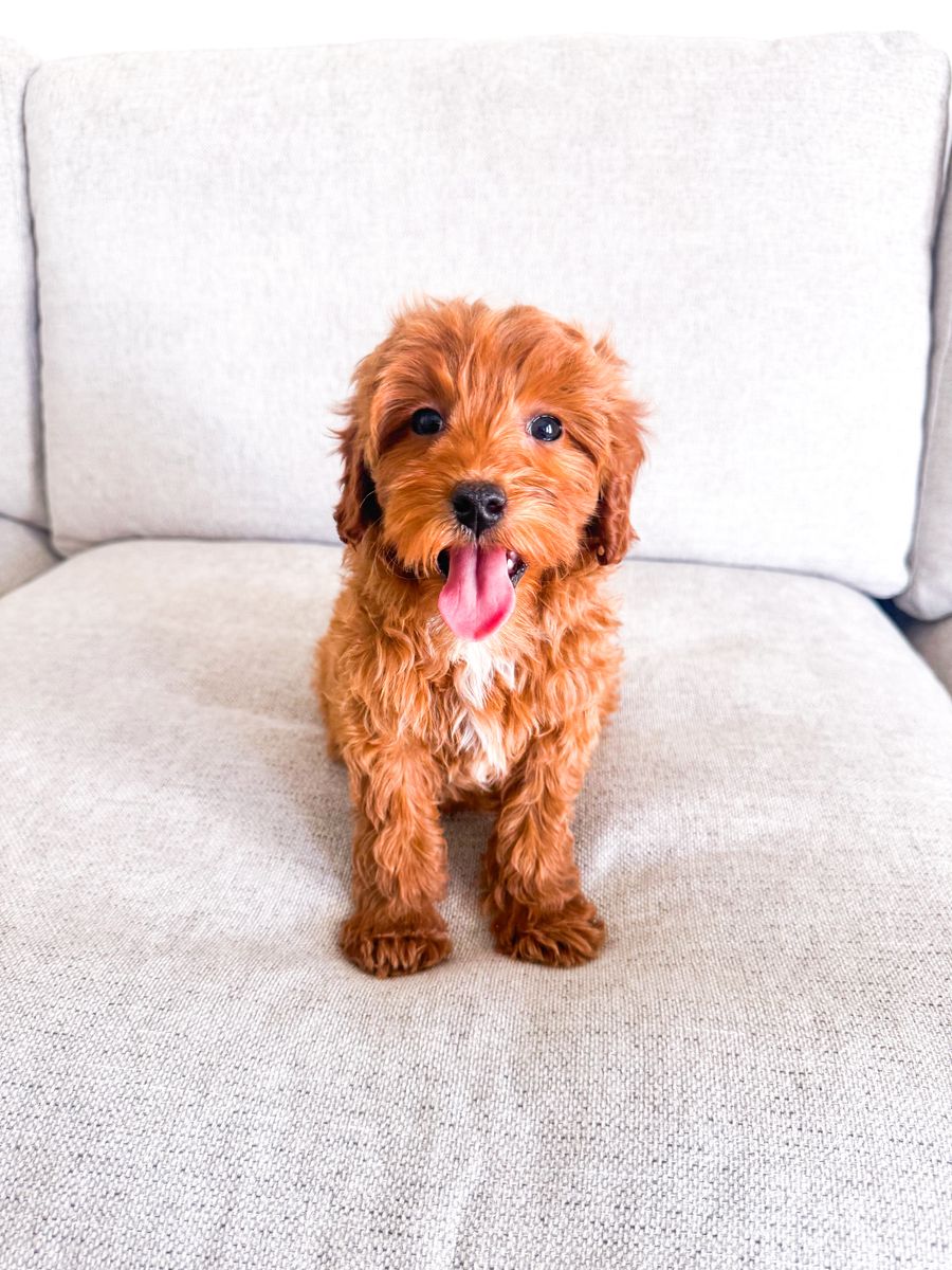 Gorgeous Wavy 15lb Petite Mini Goldendoodle Girl