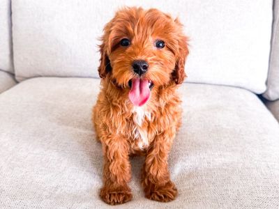 Gorgeous Wavy 15lb Petite Mini Goldendoodle Girl