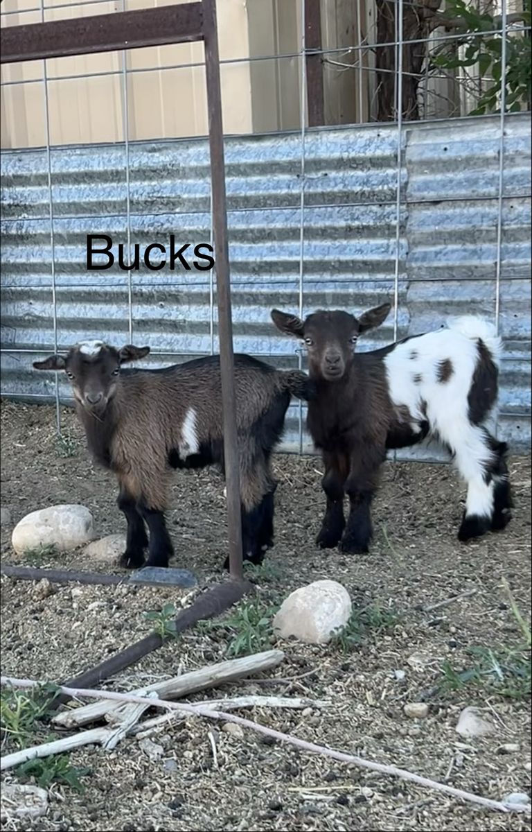 Mini fainter/ Pygmy cross bucklings