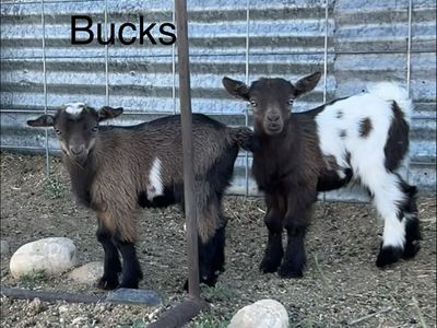 Mini fainter/ Pygmy cross bucklings