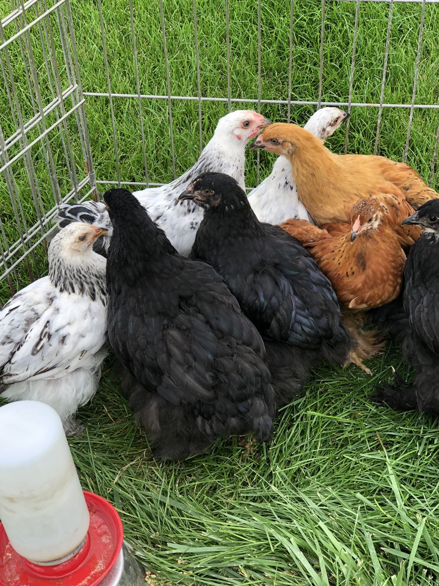 Standard Size Cochin pullets