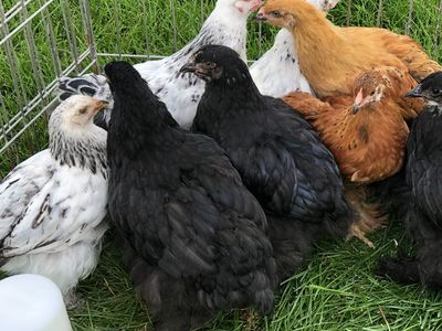 Standard Size Cochin pullets