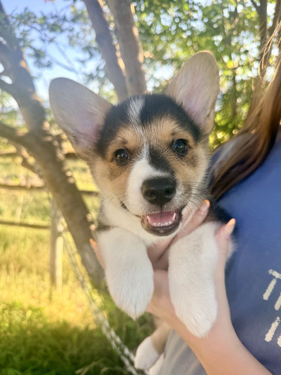 AKC Pembroke Welsh Corgis - ONLY ONE MALE LEFT!!