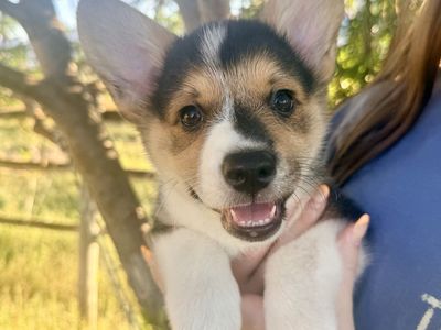 AKC Pembroke Welsh Corgis - ONLY ONE MALE LEFT!!