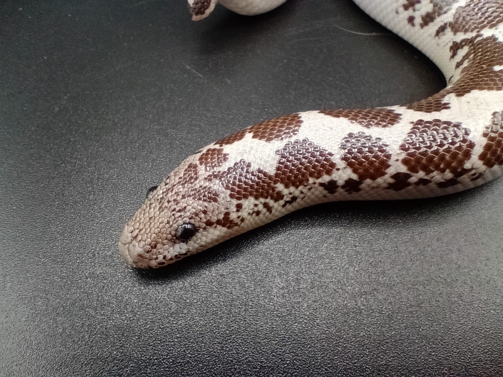 Kenyan Sand Boa