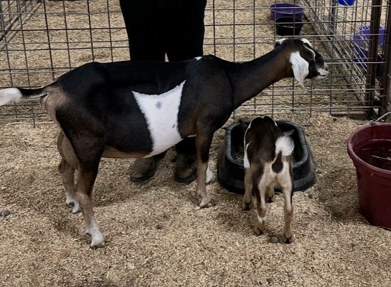 Healthy Goats for Sale - Dairy and Farm Goats
