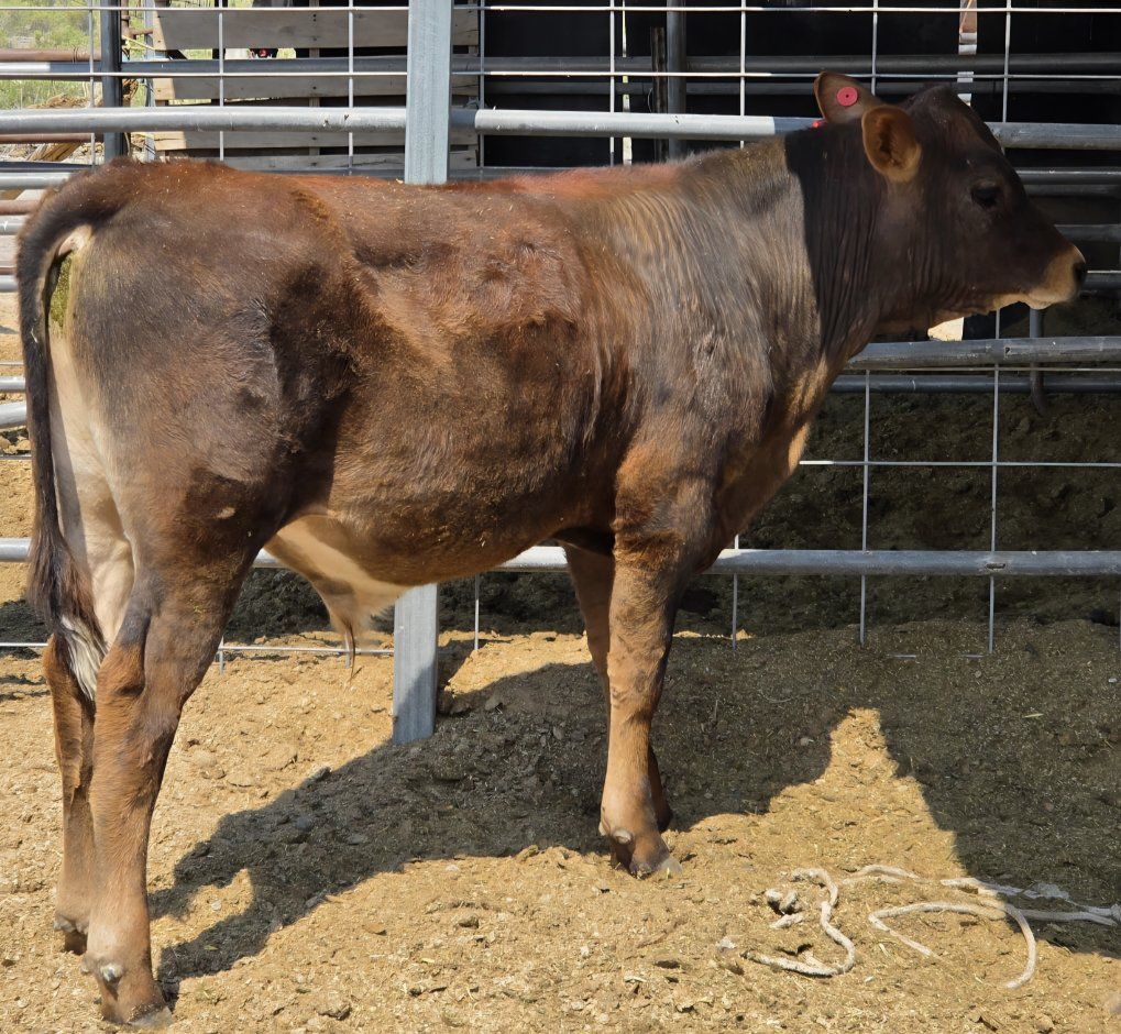 Angus  beef steer calf