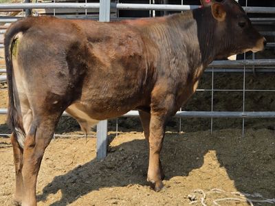 Angus beef steer calf