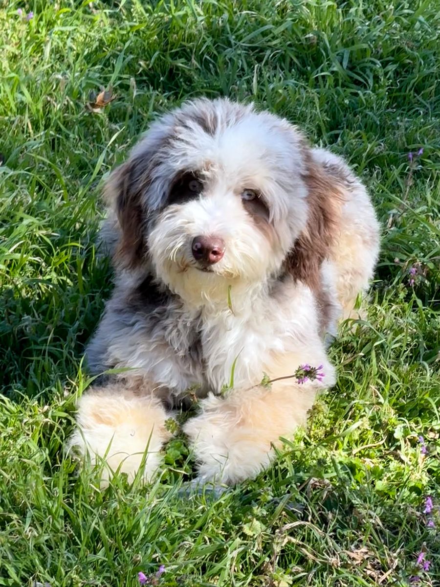 Mini Choc Merle Bernedoodle Female. 8 months old.