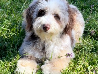 Mini Choc Merle Bernedoodle Female. 8 months old.