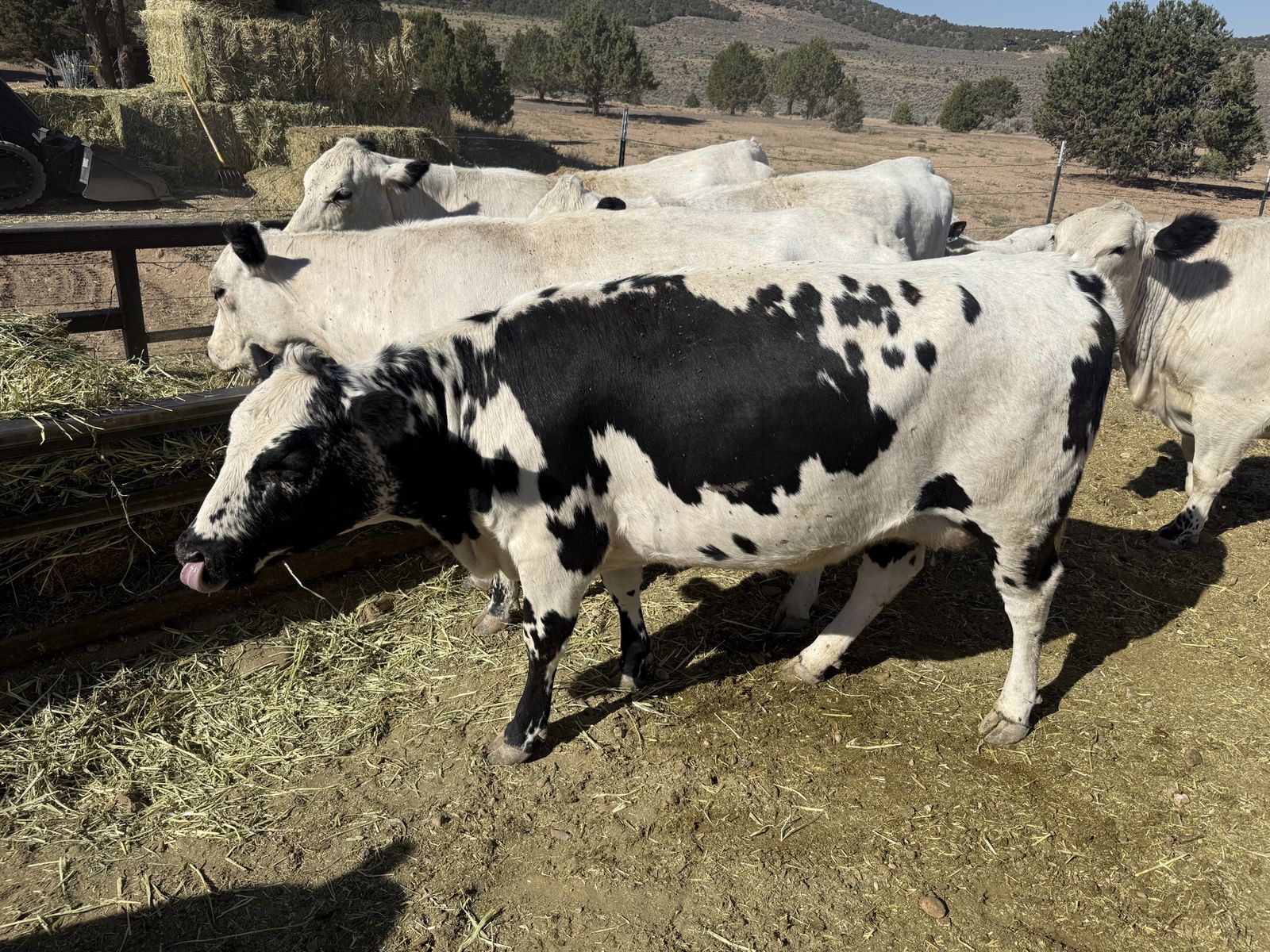 100% Park British White Cow Calf Pair