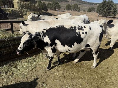 100% Park British White Cow Calf Pair