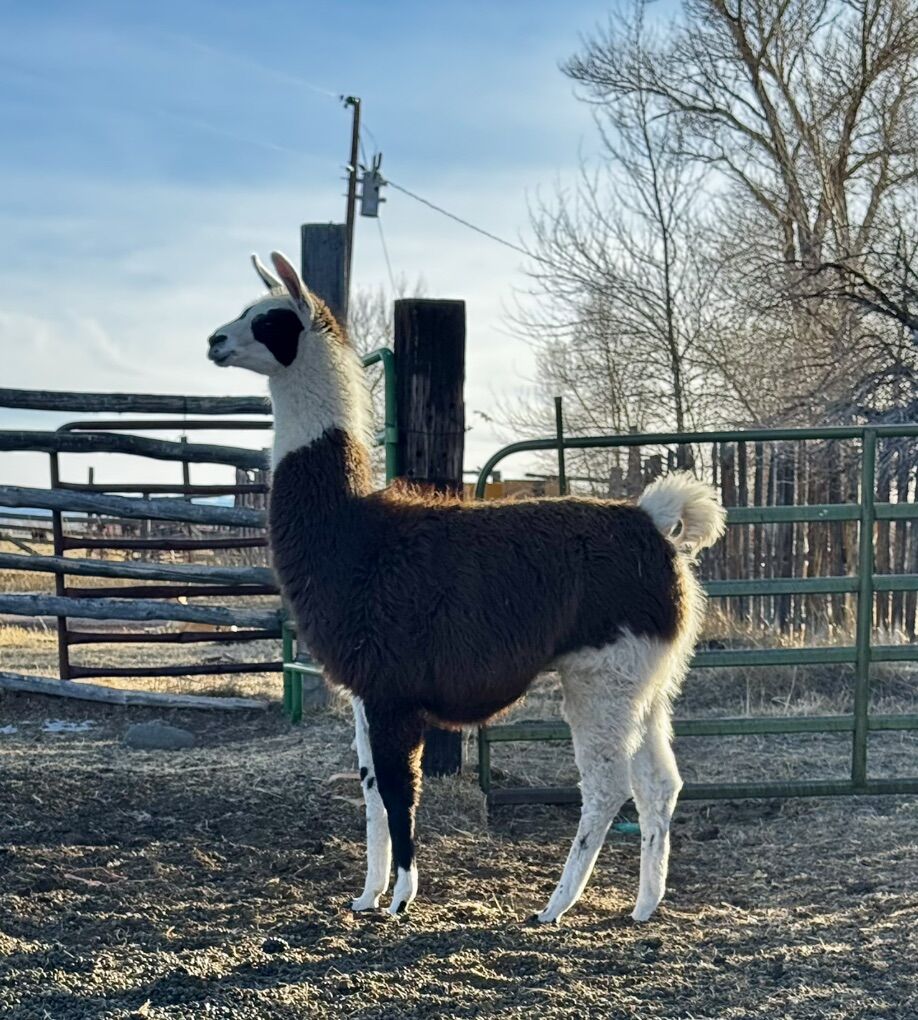 llamas
