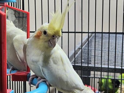 Female Lutino Cockatiel