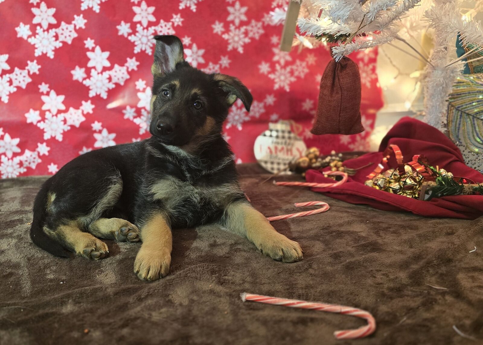 Puppies German shepherd