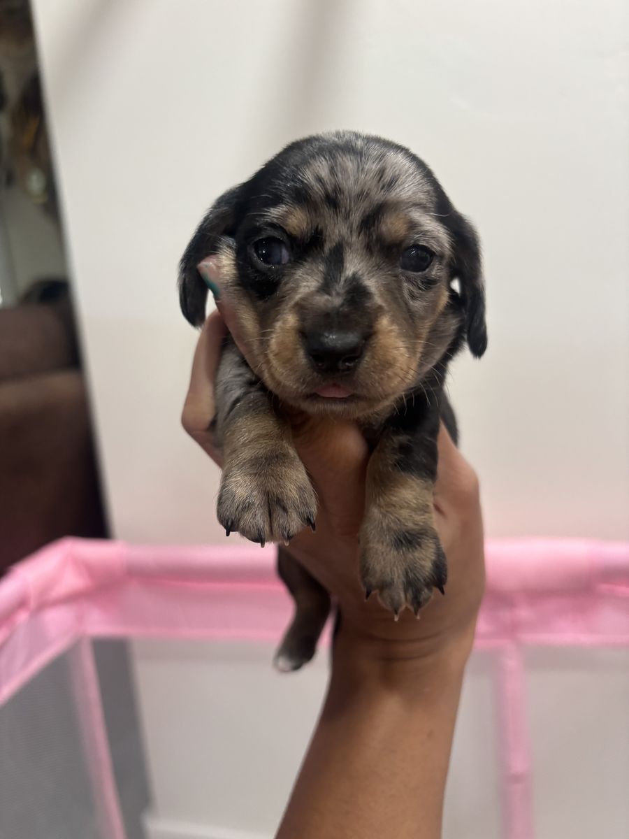 AKC mini dachshunds 2 litters! Can deliver to Ogden