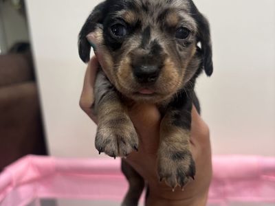 AKC mini dachshunds 2 litters! Can deliver to Ogden