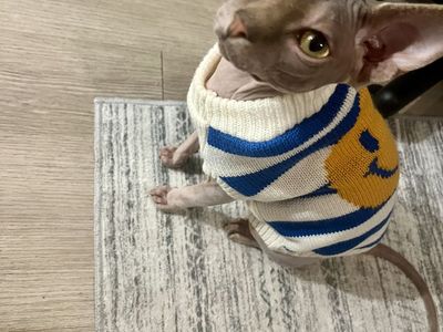 Velvet Blue Sphynx Confirmed Stud