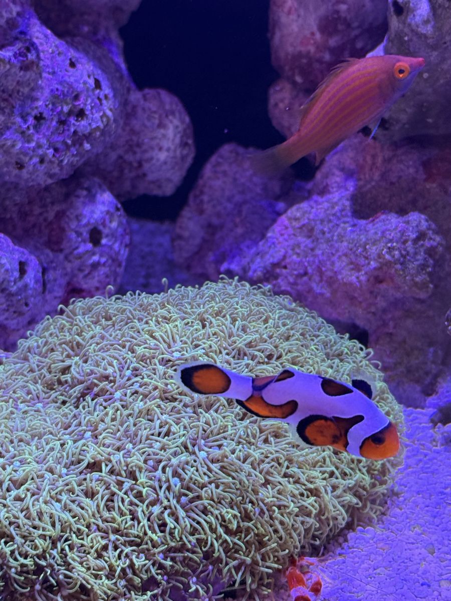 Clownfish