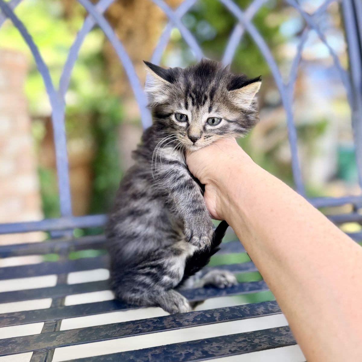 Sweet kittens- calico grey orange striped