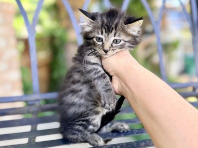 Sweet kittens- calico grey orange striped