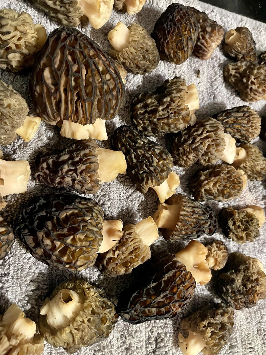 Morels