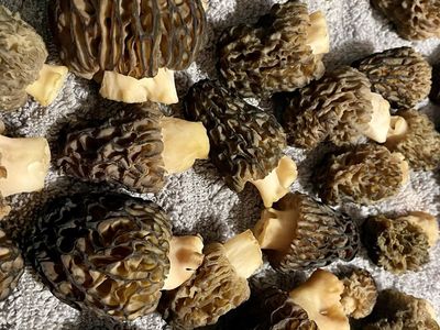Morels