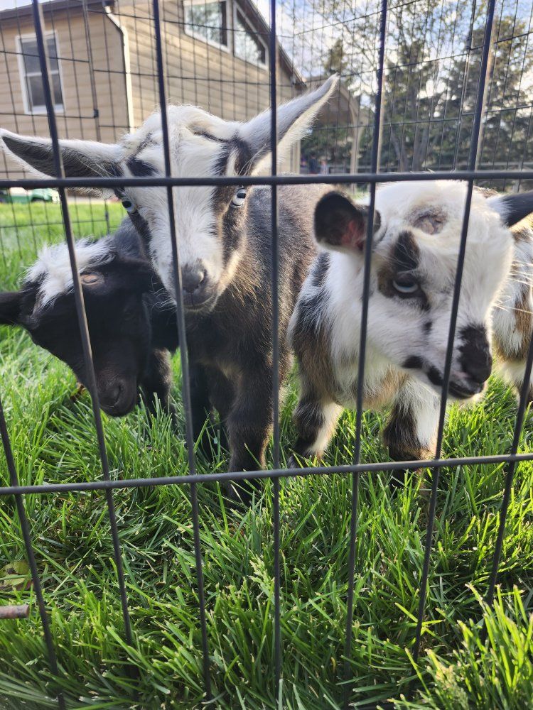 Cutest Registered Nigerian Dwarf Bucklings