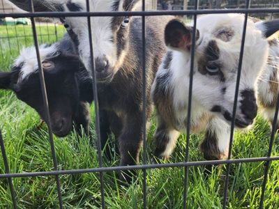 Cutest Registered Nigerian Dwarf Bucklings