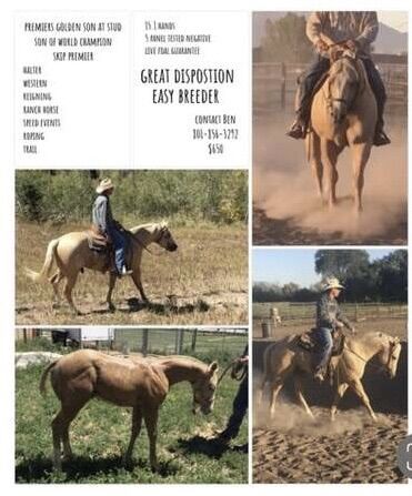 Preimieres Golden Son