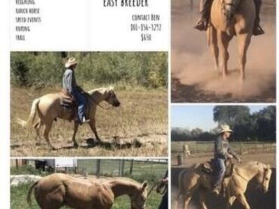 Preimieres Golden Son