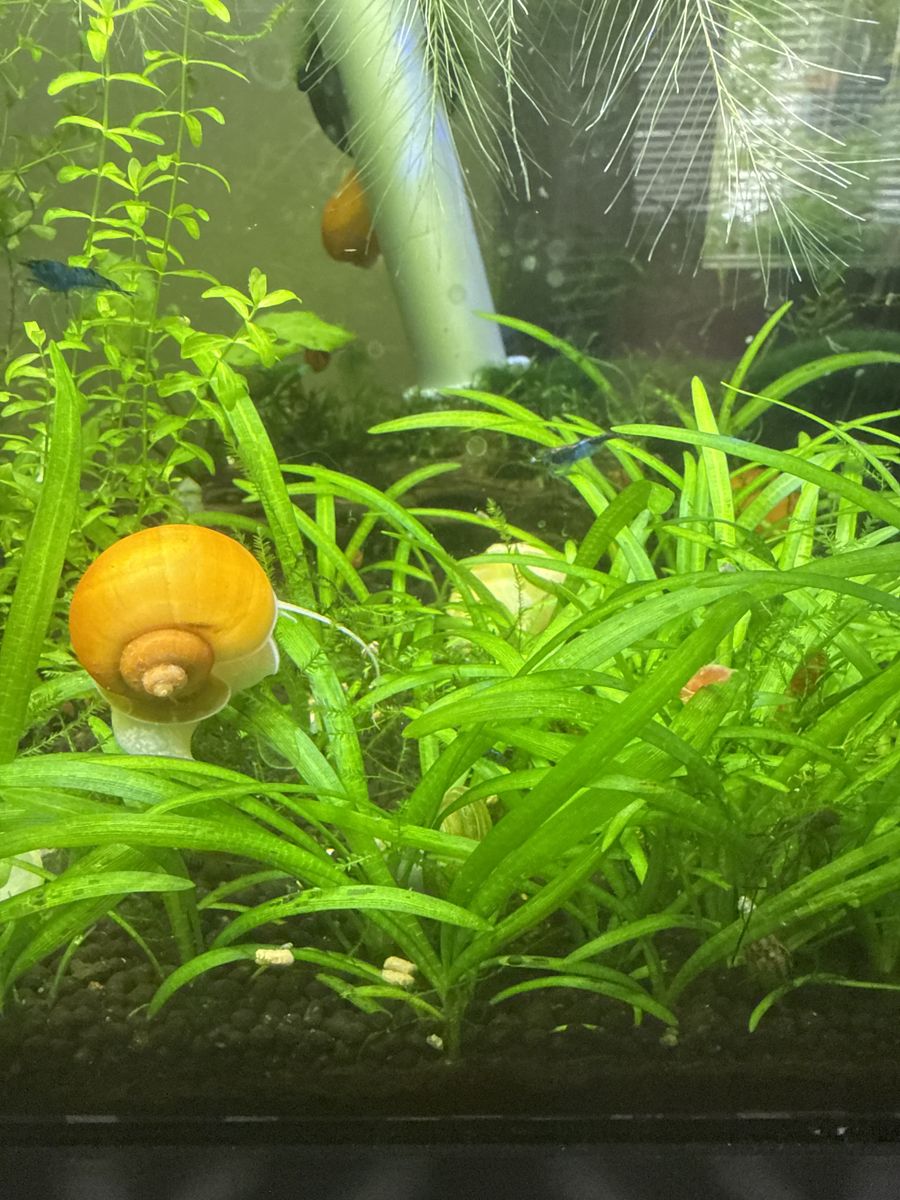 DWARF CHAIN SWORD or PYGMY CHAIN SWORD