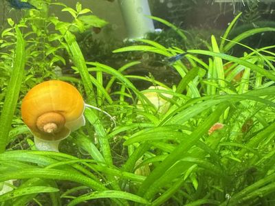 DWARF CHAIN SWORD or PYGMY CHAIN SWORD