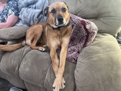 WAIVED ADOPTION FEE!