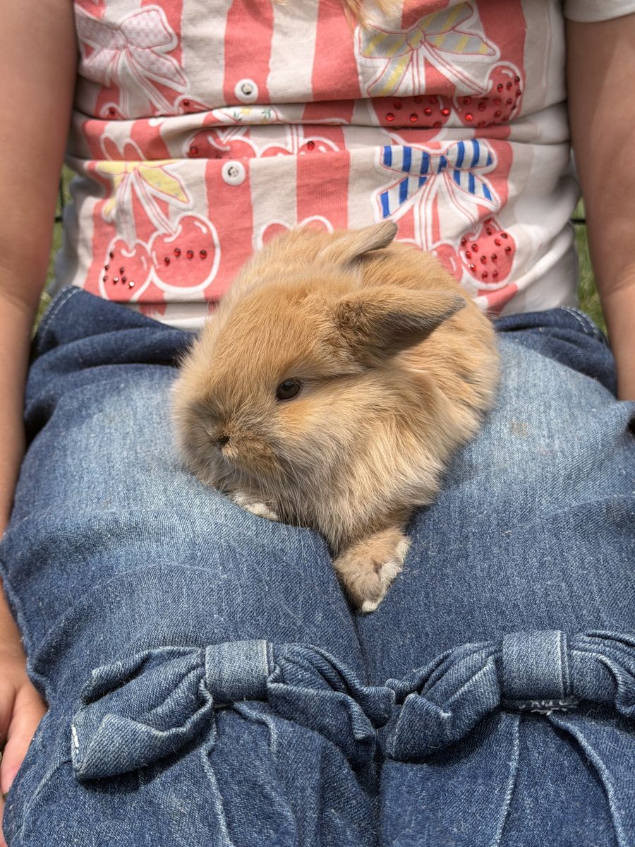 Holland Lop mix