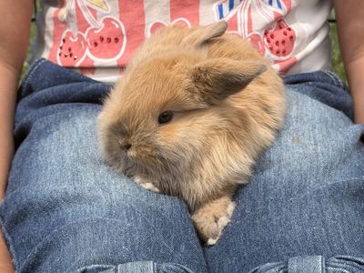 Holland Lop mix
