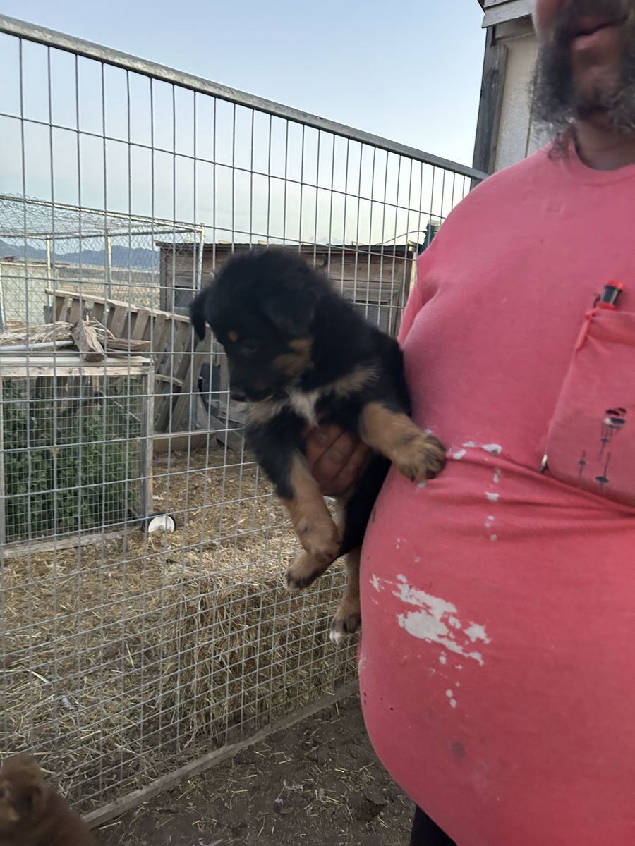 Purebred Australian Shepherd Puppies